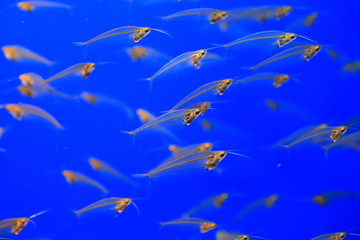 Fototapeta na wymiar Asian glass catfish (Kryptopterus bicirrhis)