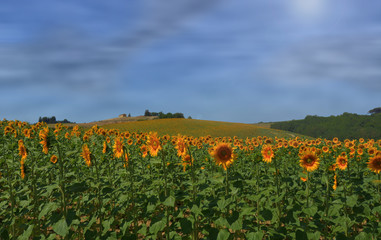 Fototapeta premium estate e colori