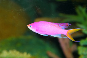 Obraz premium Amethyst anthias (Pseudanthias pascalus) in Japan