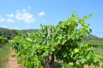 Vignes&Maures