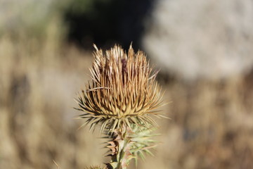 Dry burdockю Close-up dry burdock bush, selective focus.