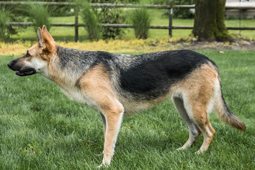 German Shepherd. A two year old female German shepherd in a rural backyard.