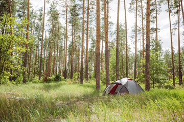 A tent in a beautiful forest