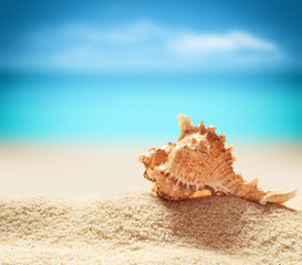 Fototapeta na wymiar Seashell on the summer beach