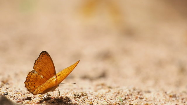 Nymphalida Cirrochroa tyche butterflies are eat mineral.