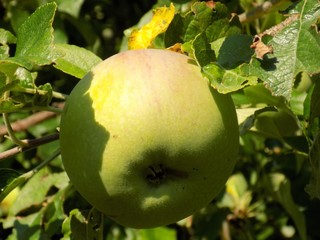 Apple on apple tree