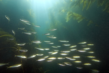 Fish at underwater kelp forest