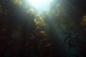 California Kelp forest underwater