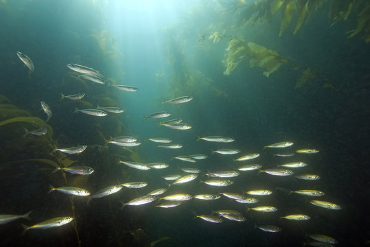 Fish at underwater kelp forest