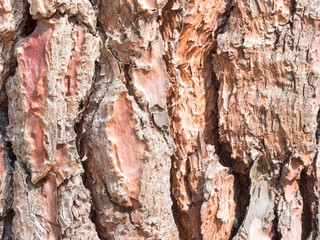 cortex pine close up