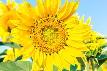 Flower of sunflower close up