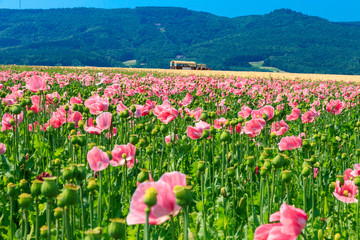 Obraz premium Mohnblüte