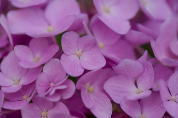 Fototapeta na wymiar Hydrangea flowers in a garden