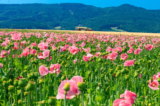 Mohnbl&uuml;te