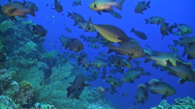 A school of midnight and humpback snapper on a coral reef