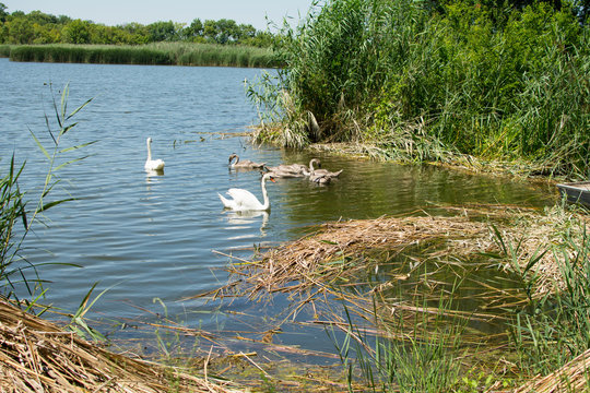 Swans and ducks swiming in the lake. Swans and ducks were photographed on lake in nature park Zobnatica, near Backa Topola, Serbia. Photo was taken on a nice sunny day.
