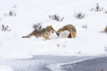 Fototapeta premium Winter Snow Coyote Fighting