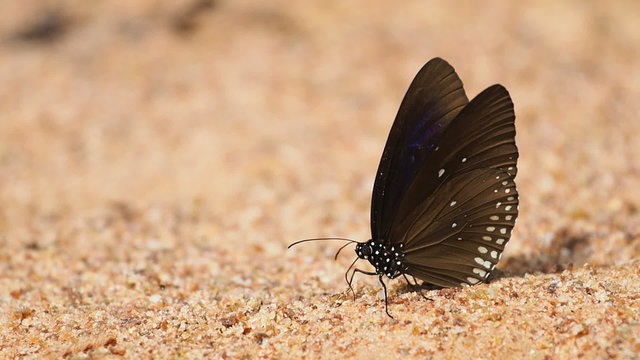 Euploea radhamantus black butterflies are eat mineral. 