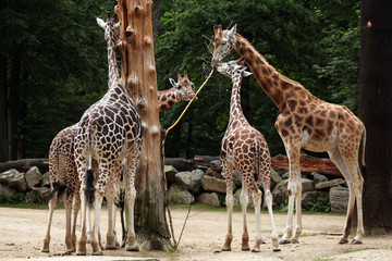 Rothschild's giraffe (Giraffa camelopardalis rothschildi).