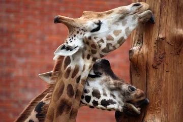 Papier Peint photo Lavable Girafe Girafe de Rothschild (Giraffa camelopardalis rothschildi).