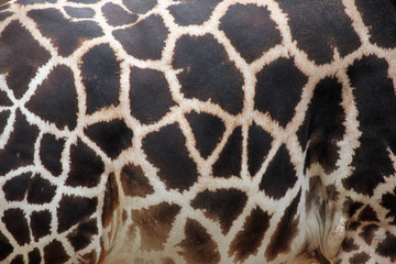 Rothschild's giraffe (Giraffa camelopardalis rothschildi) skin t