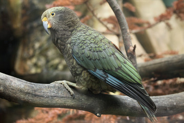 Kea (Nestor notabilis).