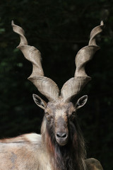 Bukharan markhor (Capra falconeri heptneri).