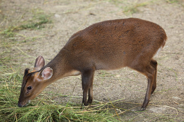 Chinese muntjac (Muntiacus reevesi).