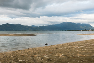Heron on a beach  on stormy weather, Fiji