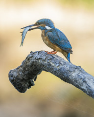 kingfisher