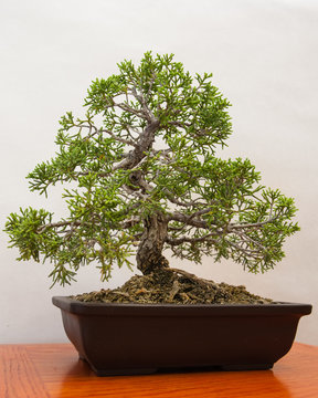 Miniature Juniper Bonsai tree contained in half pot. 