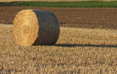 Fototapeta na wymiar Landwirtschaft - Ackerfeld