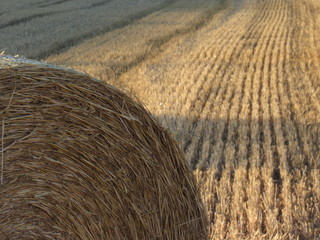 Landwirtschaft - Ackerfeld