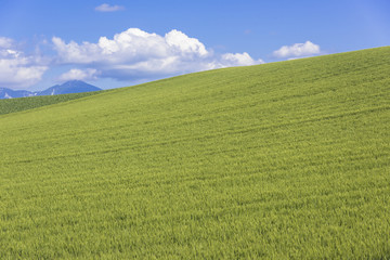 丘の町美瑛の田園風景