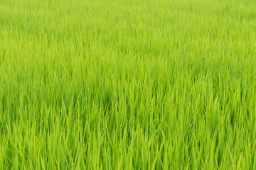 Bright Green Grass
