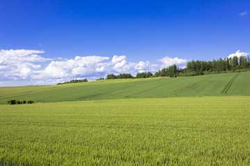 丘の町美瑛の田園風景