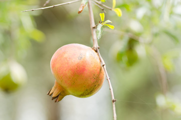 Pomegranate fruit is hanging on the tree brunch