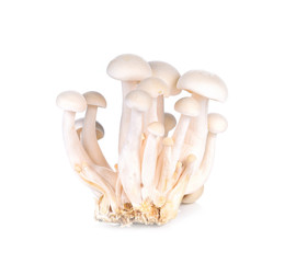 shimeji mushrooms white isolated on whith background