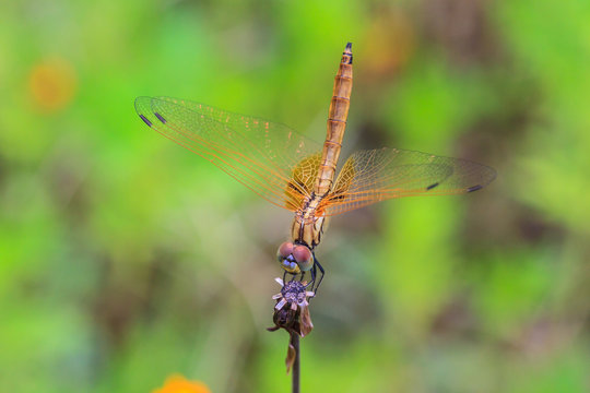  dragonfly resting on a branch