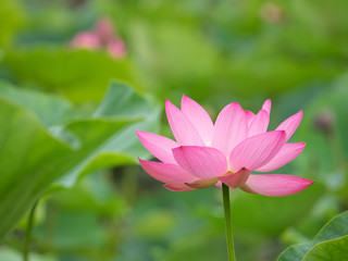 蓮池の美しい蓮