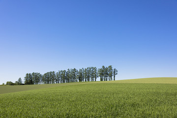 Obraz premium 丘の町美瑛のパッチワークの路