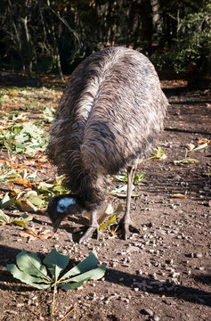 Female ostrich looks at a leaf