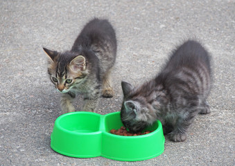 Two little kitten near a feeding trough  © goldika