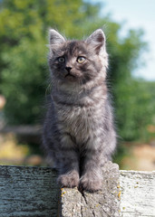 Naklejka na ściany i meble Beautiful grey kitten on a fence