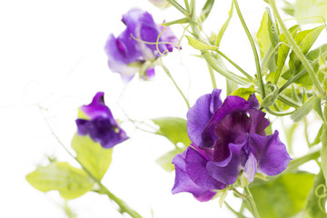紫色のスイートピーの花