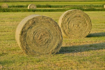 牧草ロール © ktktmik