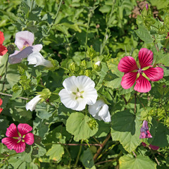 Trichtermalven