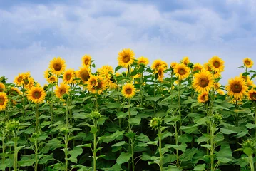 Door stickers Sunflower Sunflower field