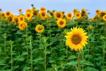 Sunflower field