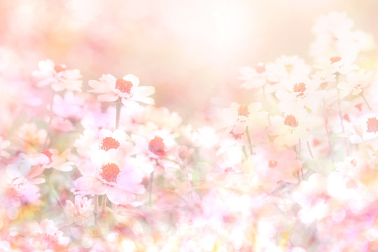  soft sweet pink flower background from daisy flowers